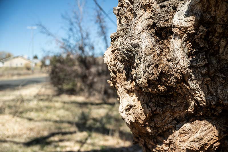 Cottonwood tree