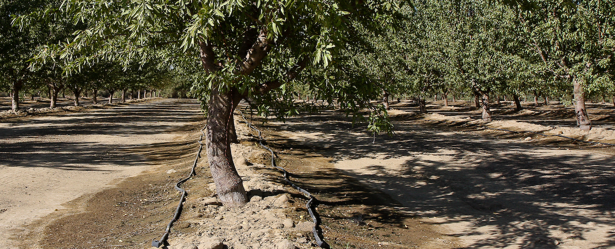 Category Introduction Image for Drip Irrigation