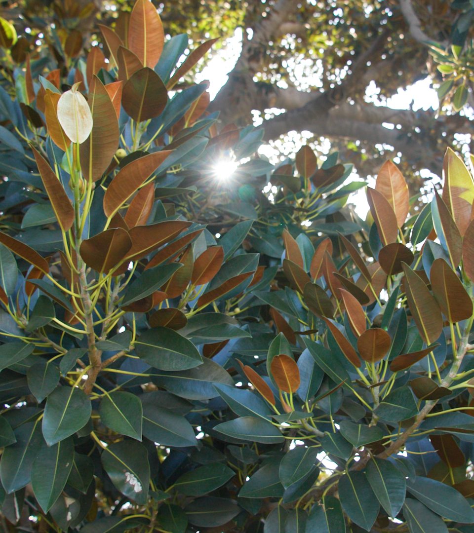 Fig Tree