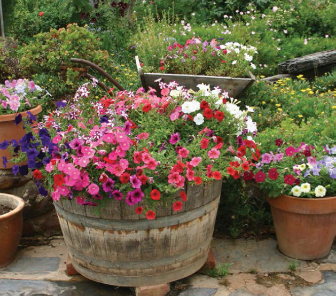 Potted Plants