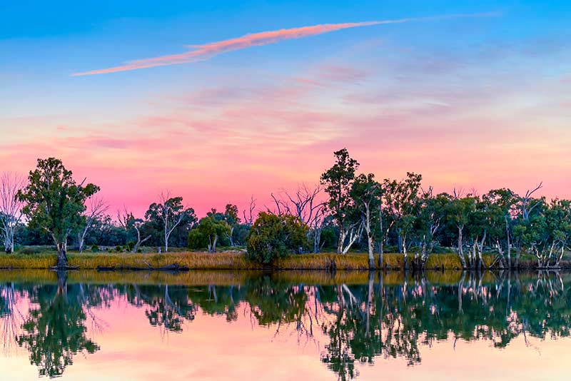 Tree Stories - River Red Gum