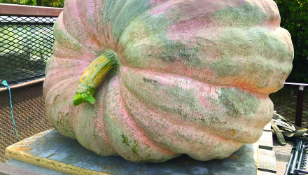 Alex Noel, Giant Pumpkin Grower, New England - Site Report Thumbnail