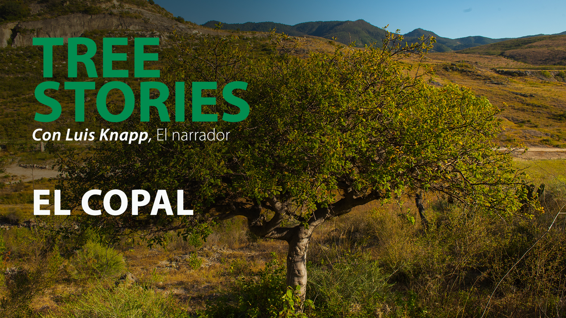 Tree Stories thumbnail picture of COPAL trees