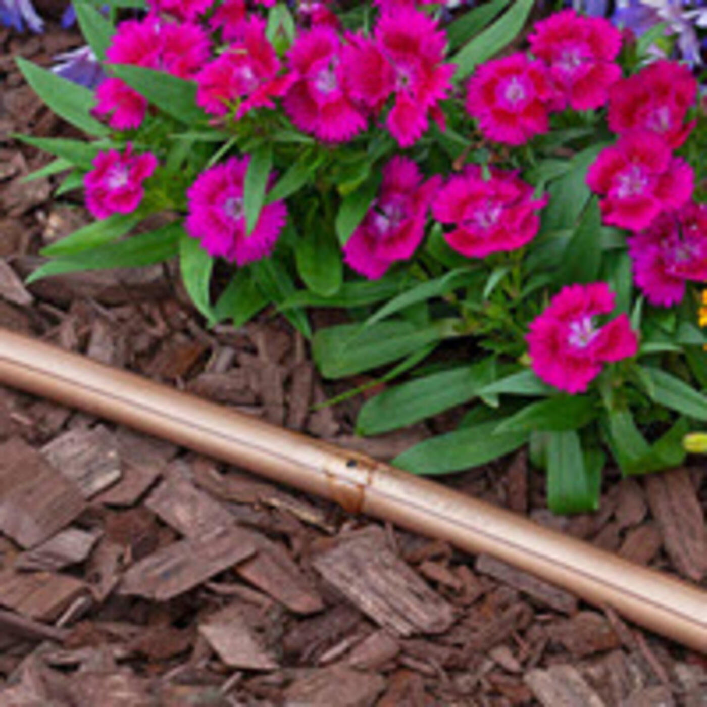 XFS-CV Dripline Close up by flowers