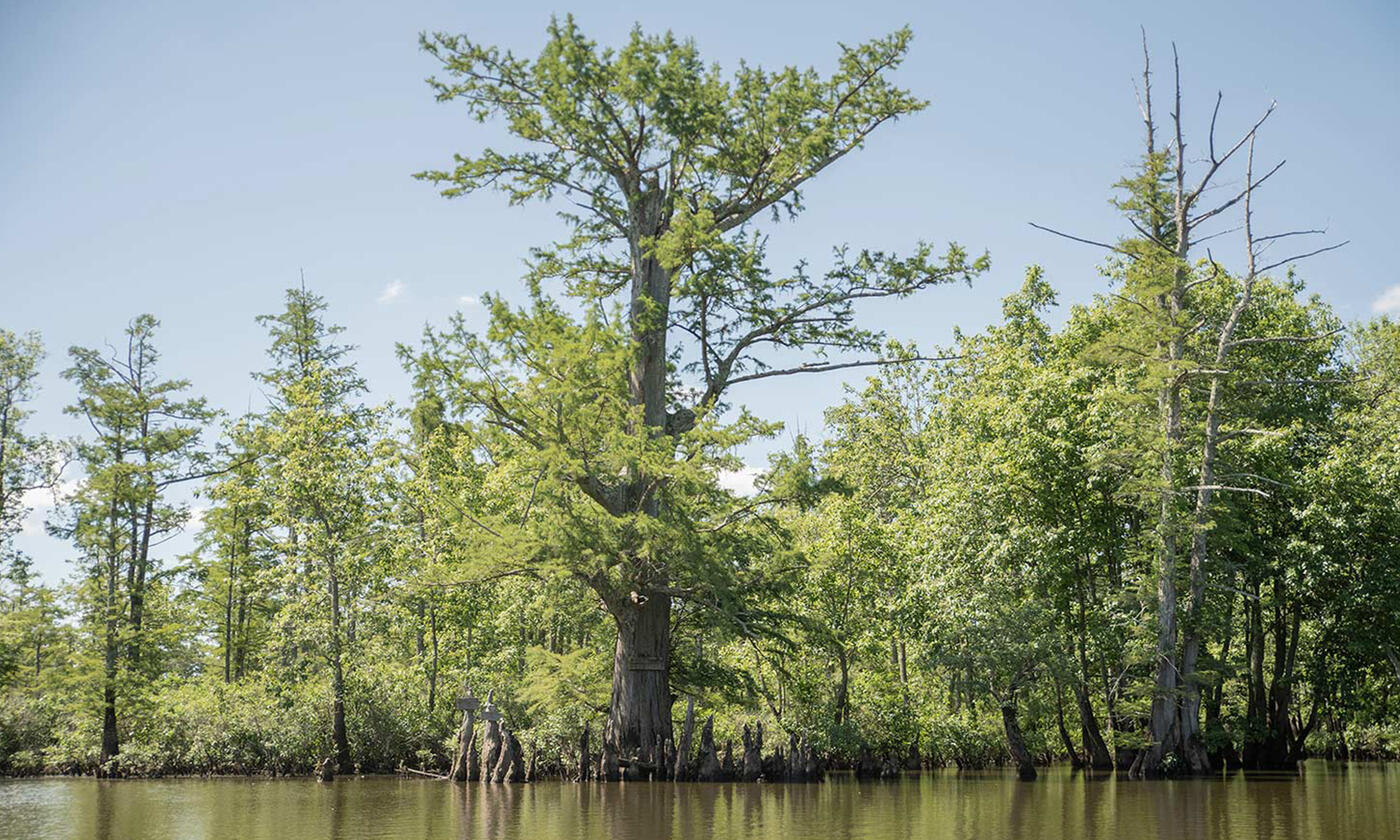 Bald Cypress