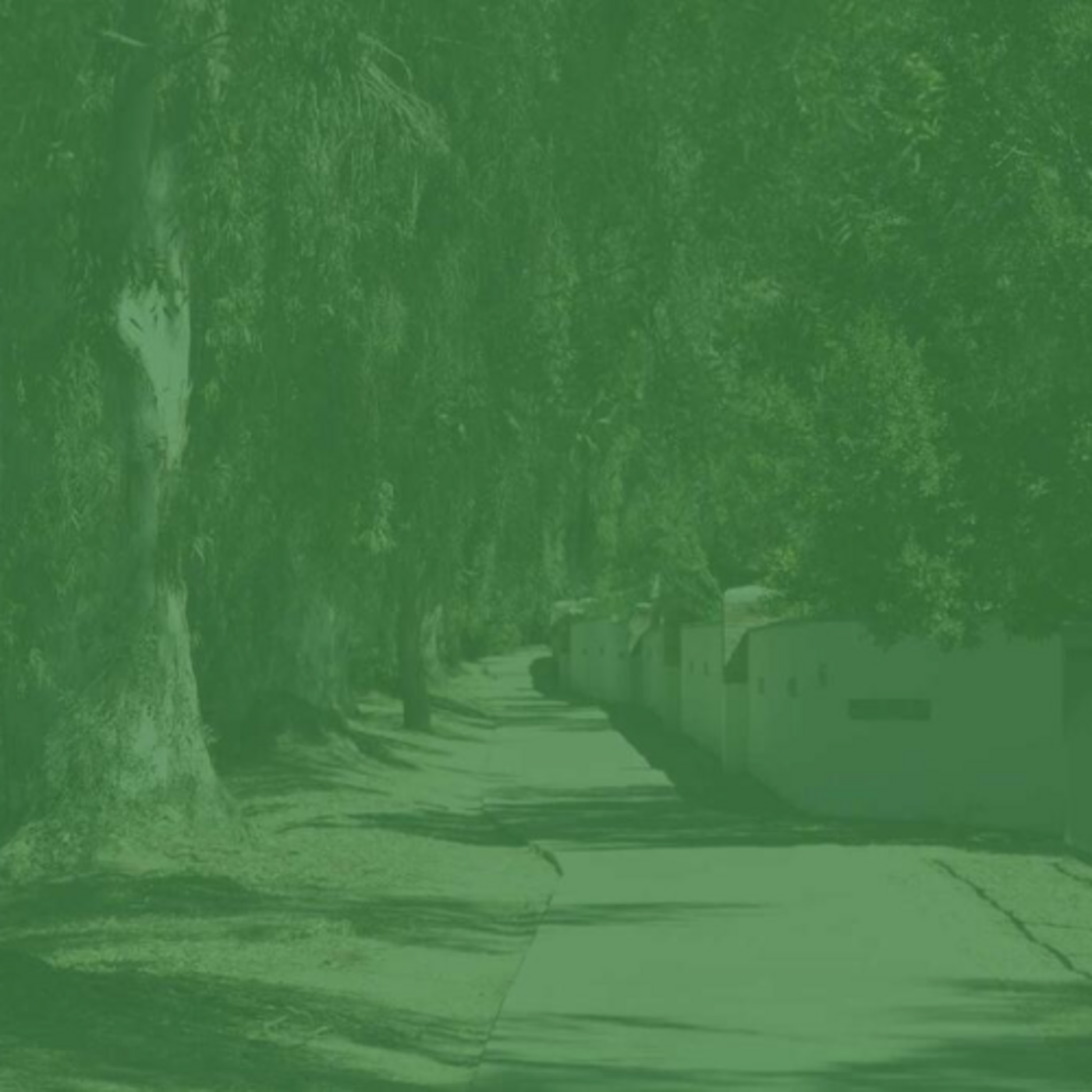 Tree Stories Episode 7