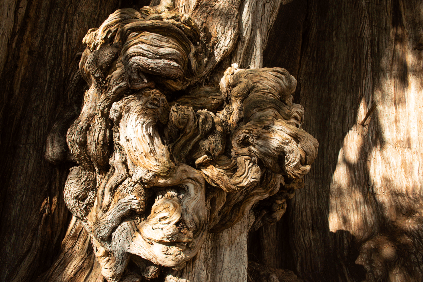 Tule Tree